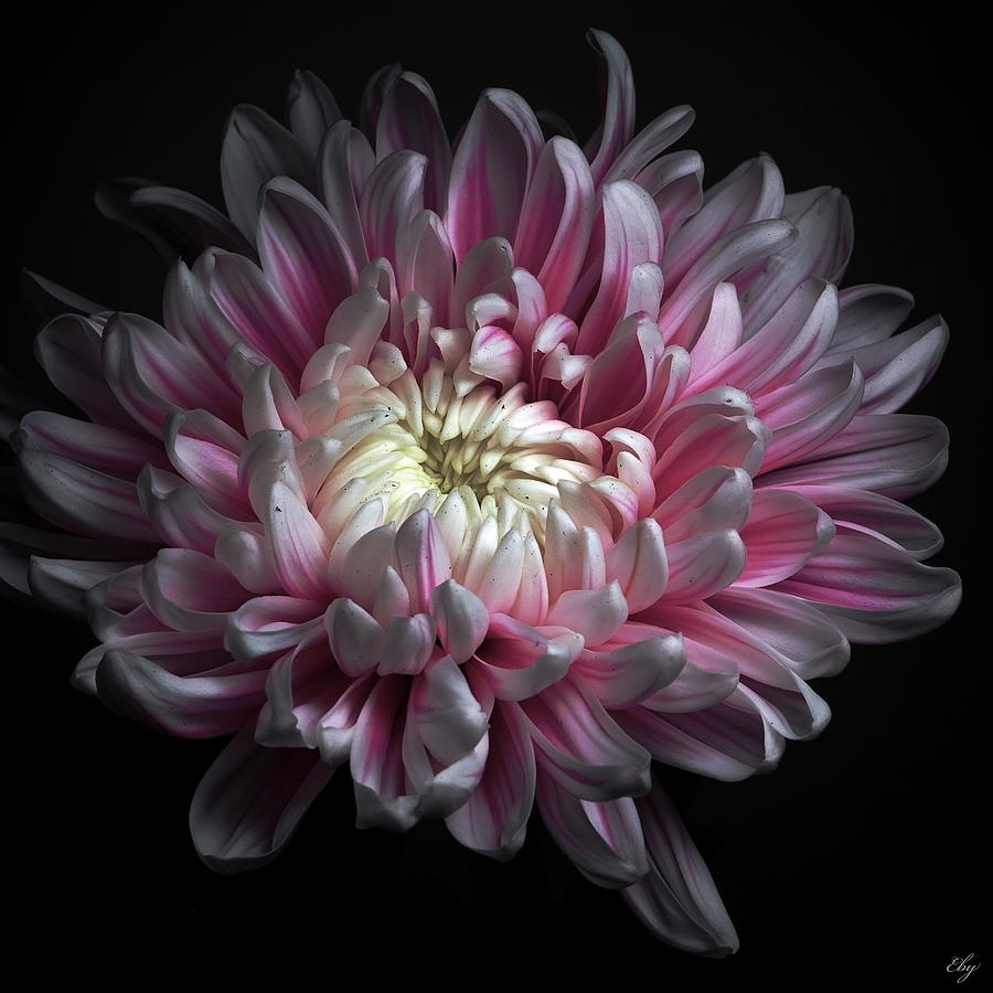 Pink Dhalia Photograph by Flower Photography By Viorica Maghetiu