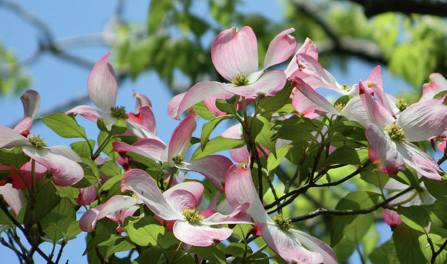 Pink dogwood 3 #spring #easter Photograph by Andrea Anderegg