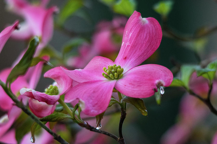 Spring Photograph - Pink Dogwood After Rain by Mary Ann Artz