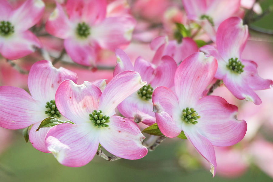 Spring Photograph - Pink Dogwood Beauty by Mary Ann Artz