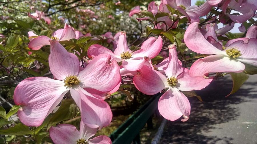 Pink Dogwood Blooms Photograph by Christopher Lotito