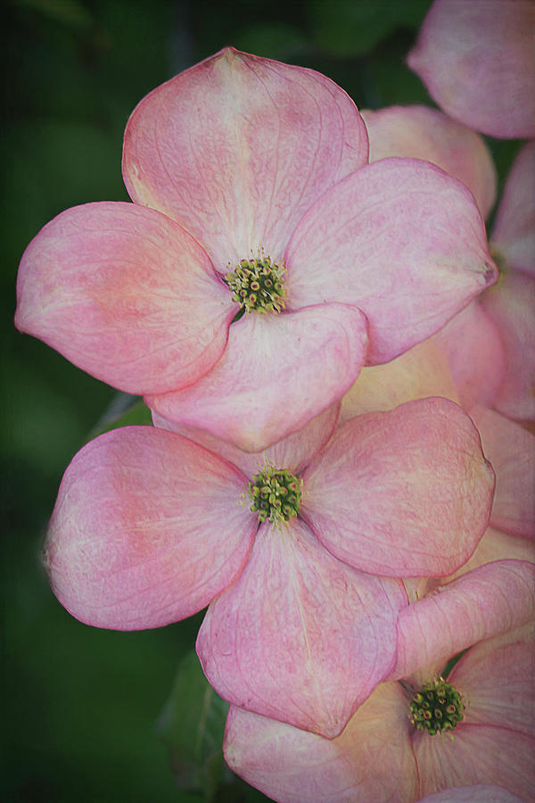 Pink Dogwood Blossoms by TL Wilson Photography Photograph by Teresa Wilson