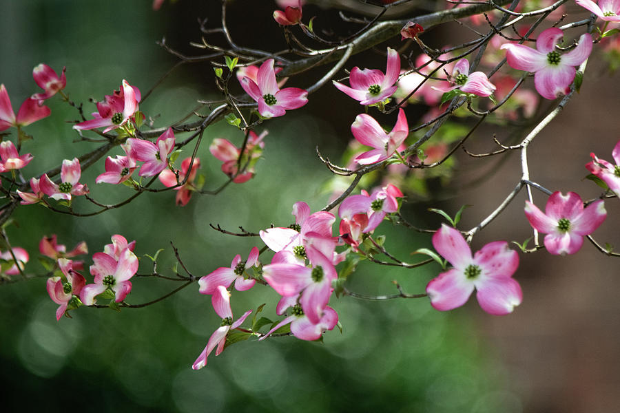 Pink Dogwood Branches Photograph by Mary Ann Artz