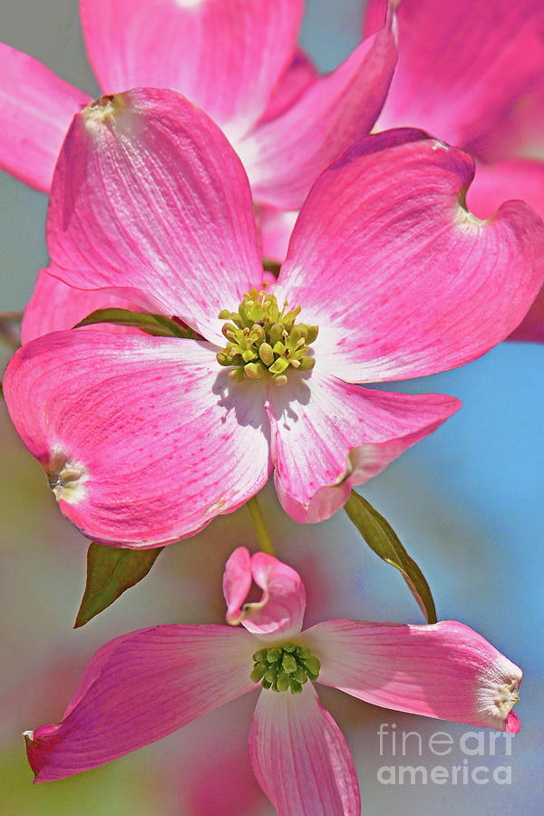 Pink Dogwood Floral Portrait Photograph