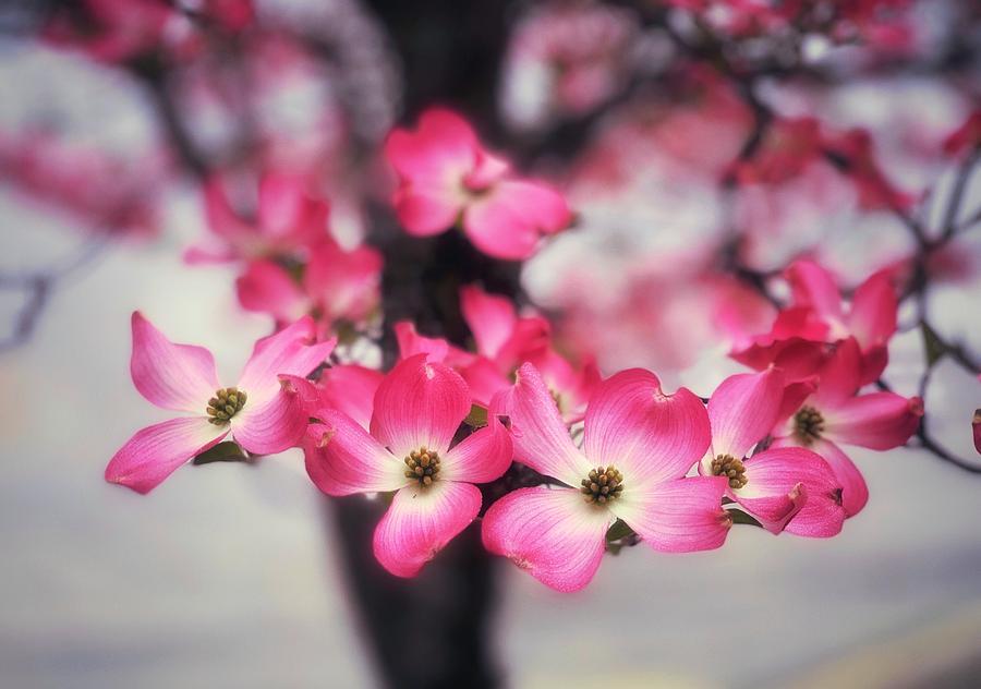 Pink Dogwood Glow Photograph by Steph Gabler