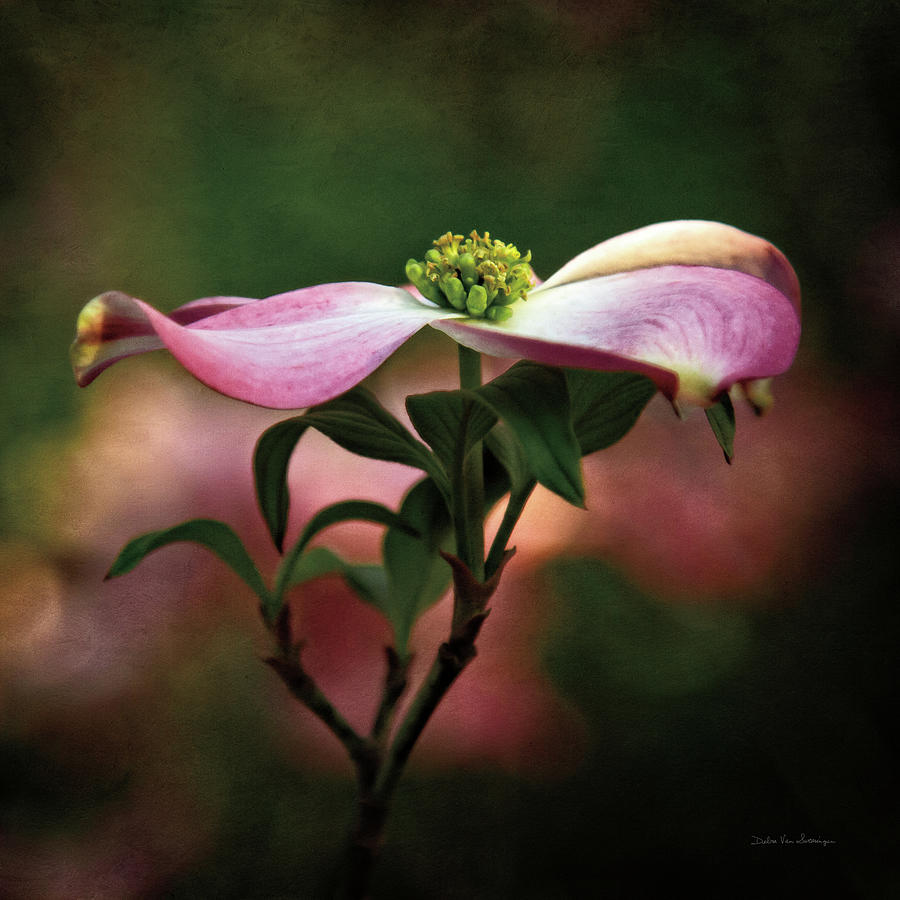 Flower Photograph - Pink Dogwood I by Debra Van Swearingen