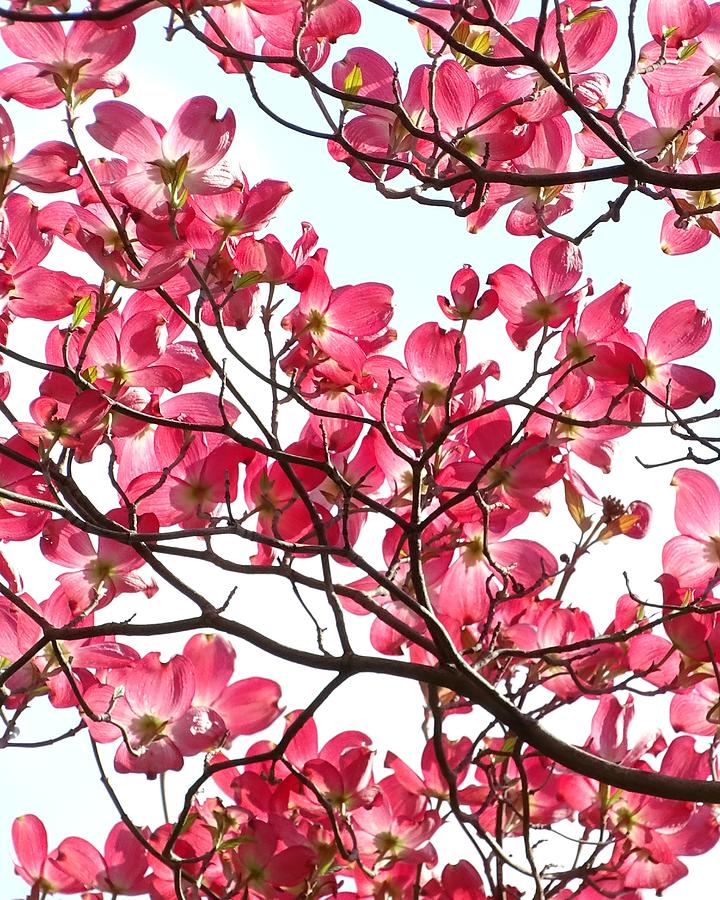 Abstract Photograph - Pink Dogwood by Ivan Lesica