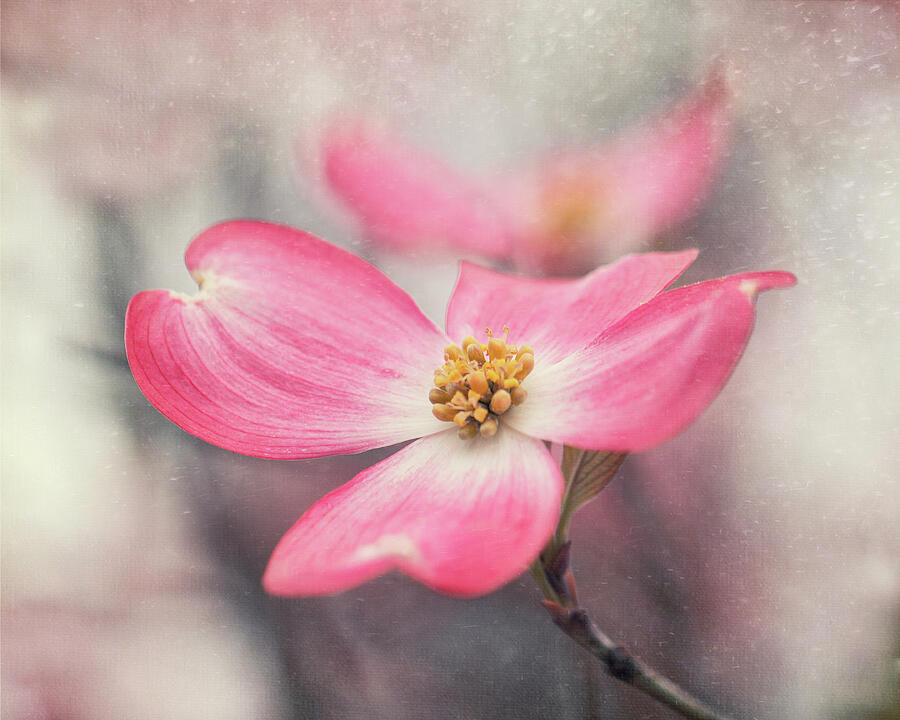 Flower Photograph - Pink Dogwood by Magda Bognar Flower Photograph - Pink Dogwood by Magda Bognar