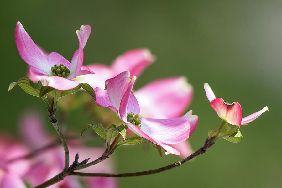 Spring Photograph - Pink Dogwood by Mary Ann Artz