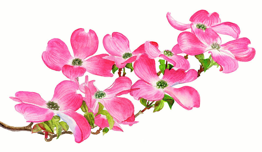 Spring Painting - Pink Dogwood on a Branch, Horizontal Design by Sharon Freeman