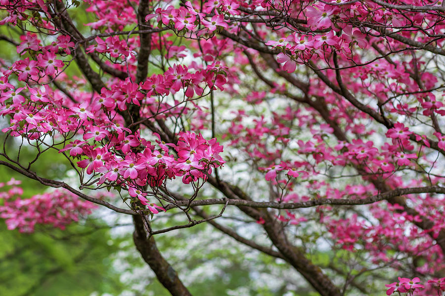 Pink Dogwood Spectacle Photograph by Jack Clutter