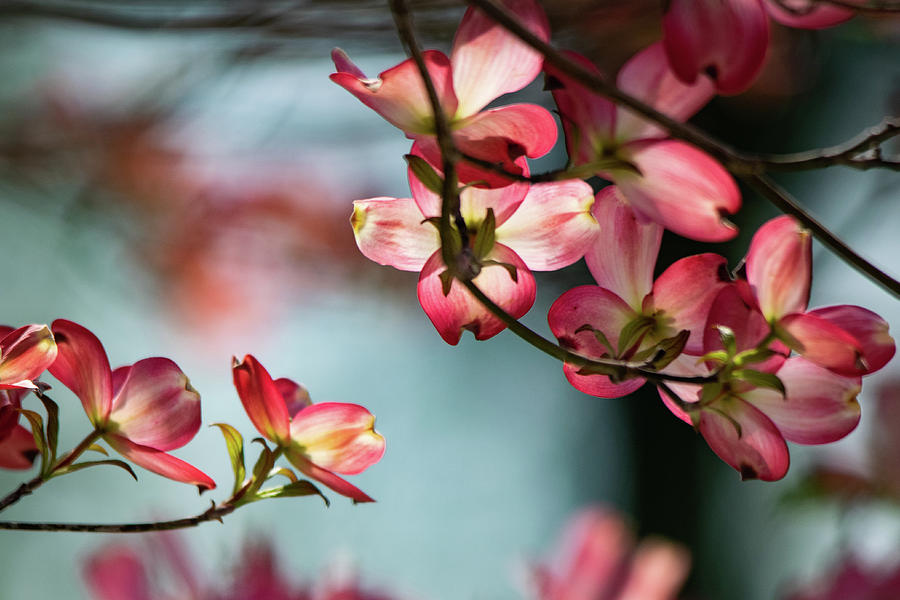 Spring Photograph - Pink Dogwoods on Aqua by Mary Ann Artz