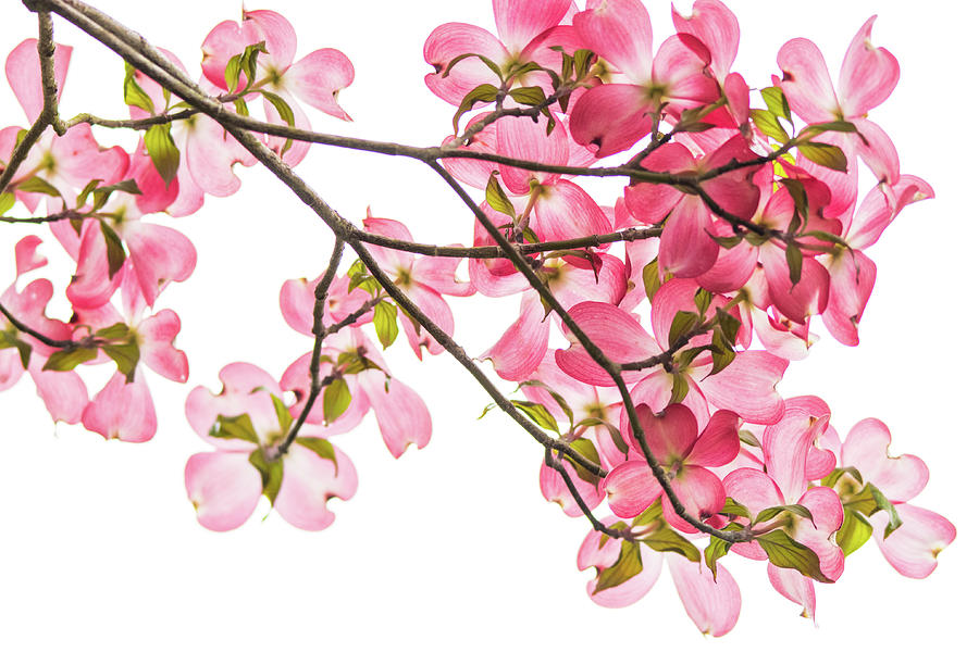 Pink Dogwoods on White Photograph by Mary Ann Artz