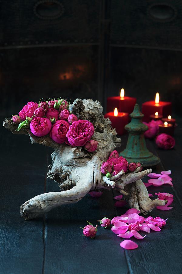 Pink Double Roses On Twisted Root Wood With Candles In Background Photograph by Alena Hrbkov