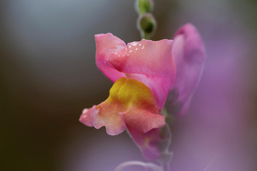 Pink Dragon by Robert Potts Pink Dragon by Robert Potts