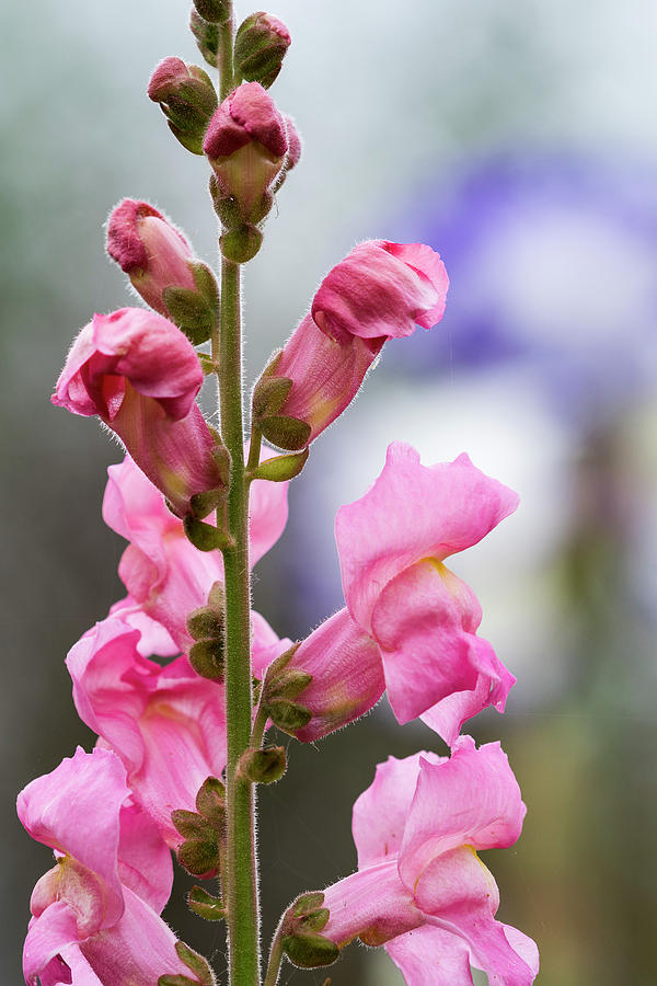 Pink Dragons by Robert Potts Pink Dragons by Robert Potts