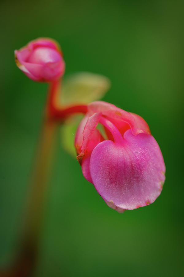 Pink Droopy Flowers On Green Bg Photograph By Walter Jacques