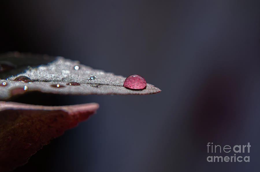 Pink Drop Photograph by Michelle Meenawong