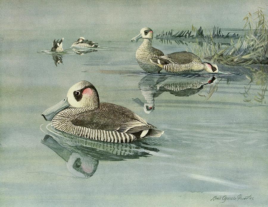 Pink-eared Duck Painting by Louis Agassiz Fuertes - Pixels