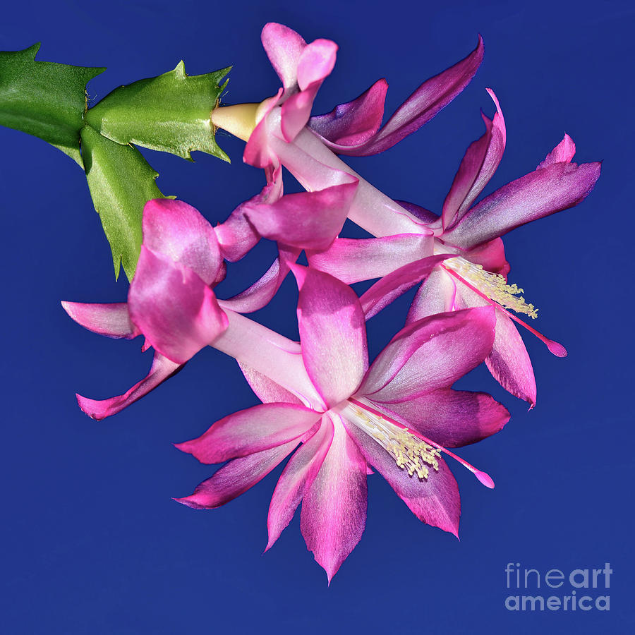 Pink Easter Cactus on Blue by Kaye Menner Photograph by Kaye Menner