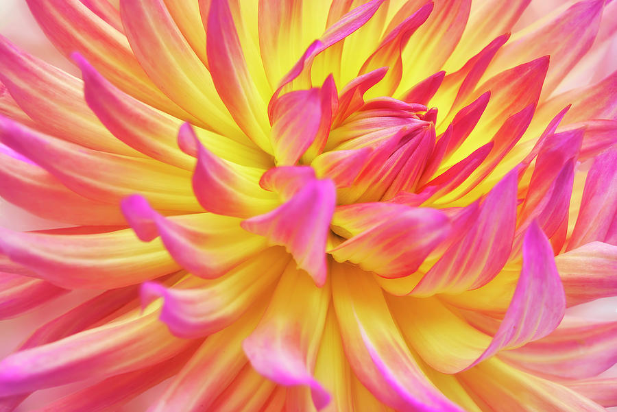 Nature Photograph - Pink Edged Cactus Dahlia by Cora Niele