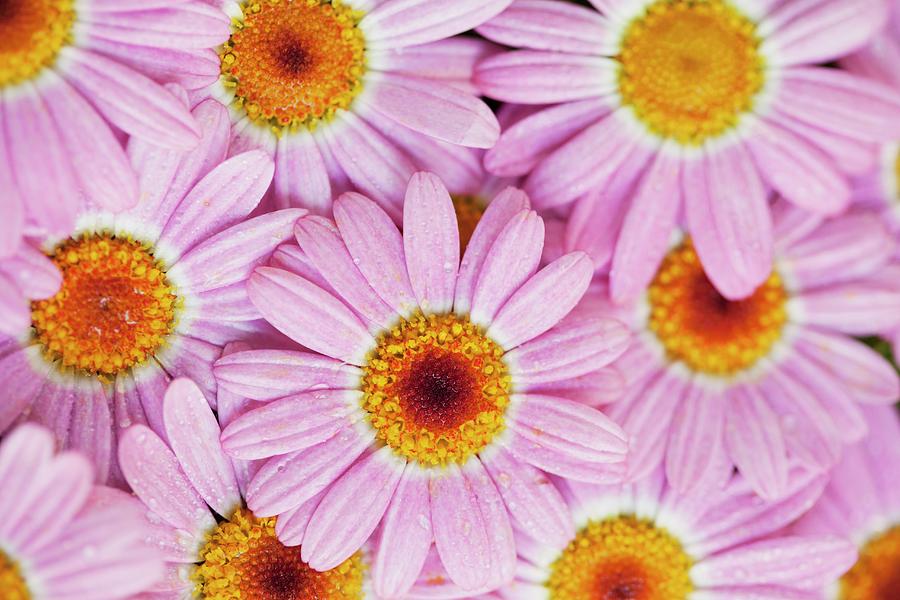 Pink Edible Flowers Photograph by Eising Studio - Food Photo & Video