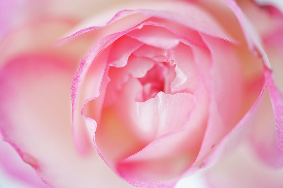 Pink Elegance Photograph by Debralee Wiseberg