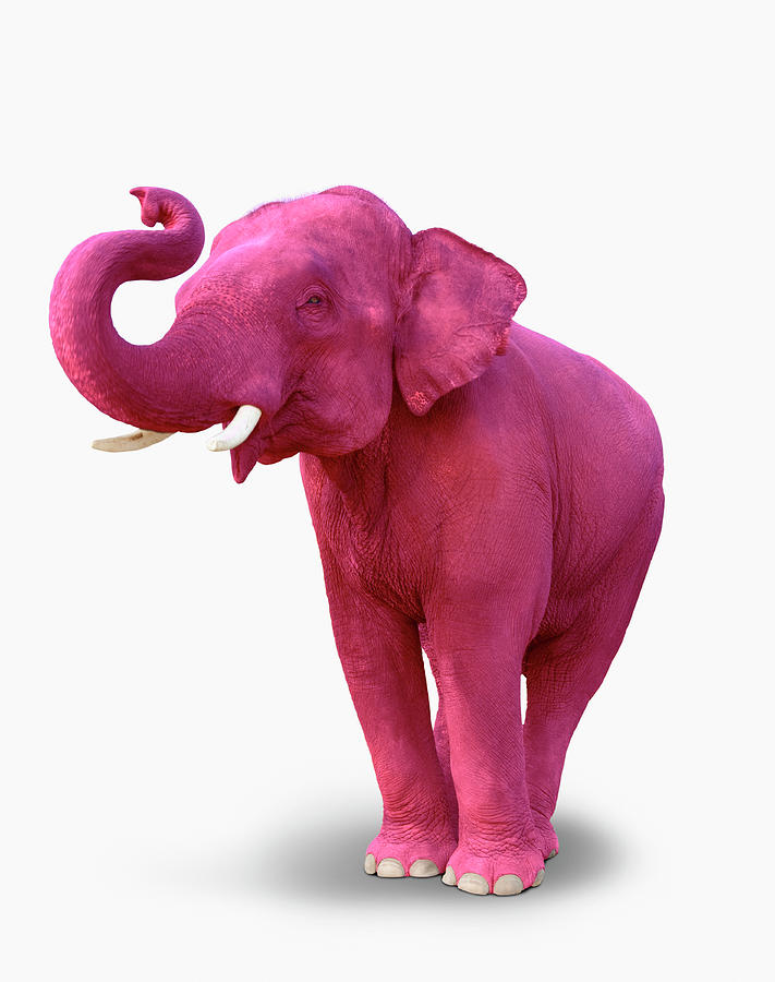 Pink Elephant Photograph by John Lund