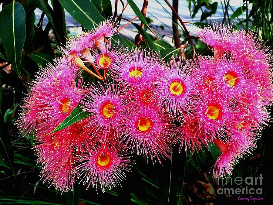 Pink Eucalyptus Blossoms Photograph by Leanne Seymour