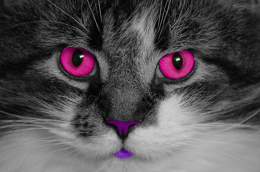 Pink Eye Kitty Photograph by Joan Han