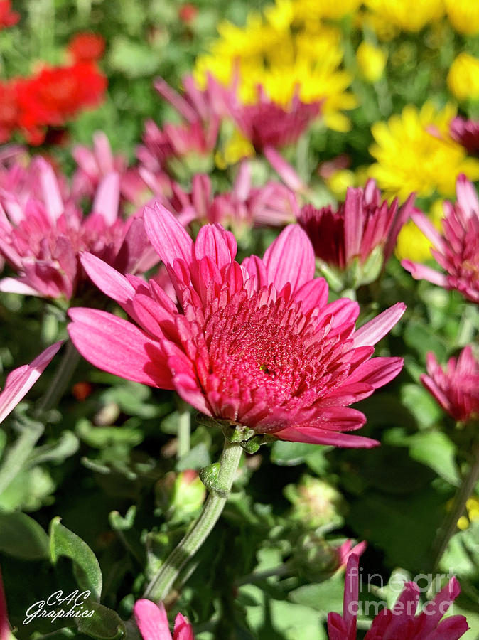 Pink Fall Mums Photograph by CAC Graphics