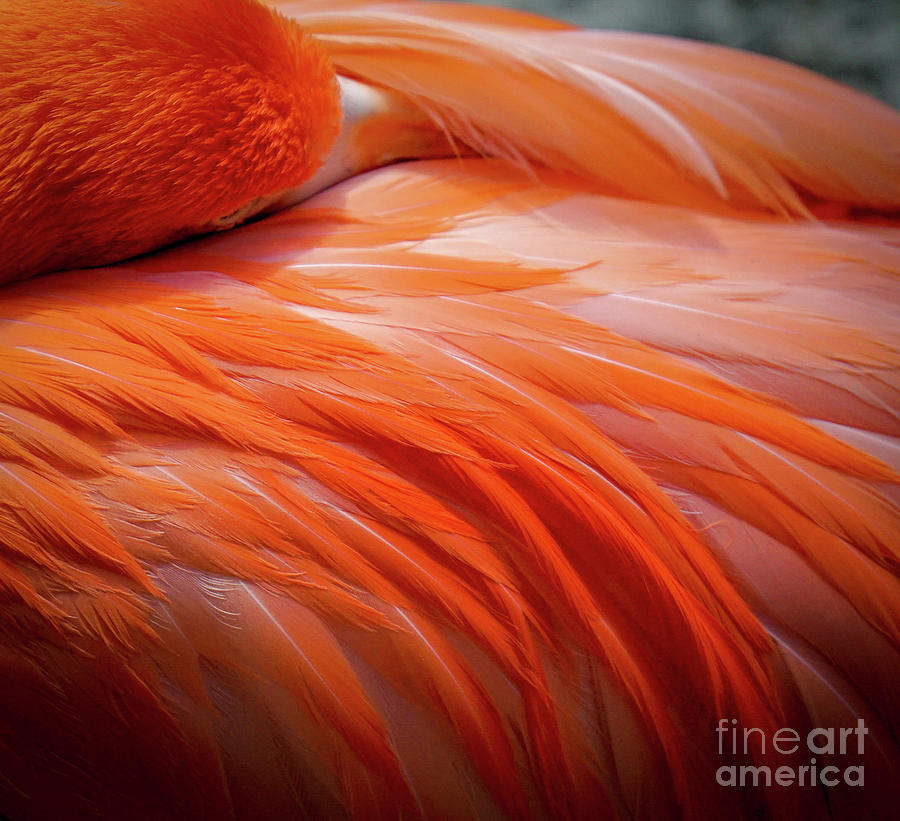 Pink Feathers Photograph by Susan Rydberg