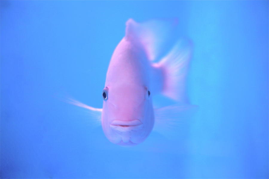 Pink Fish In Clear Blue Water Photograph by Jonas Seaman