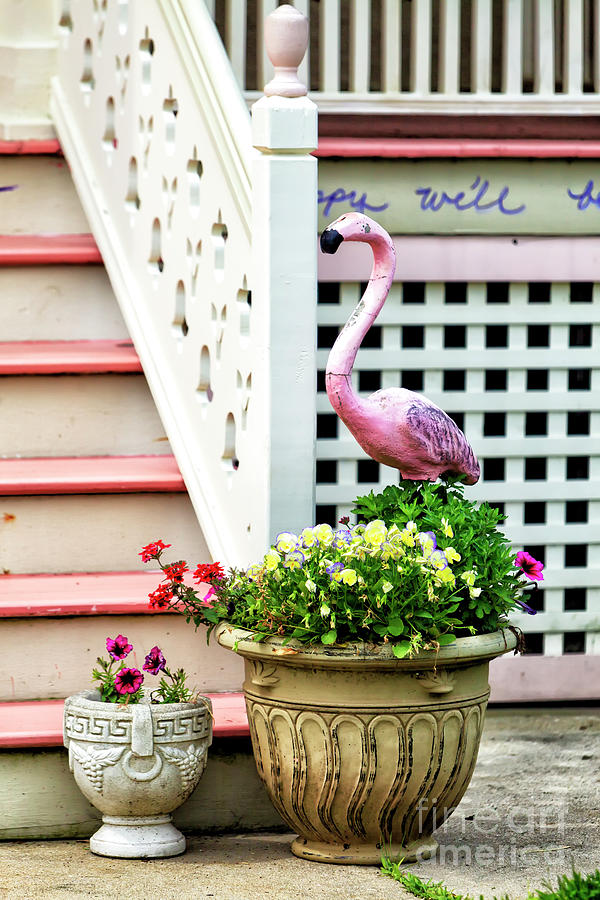 Pink Flamingo at the Shore House in Ocean Grove New Jersey Photograph by John Rizzuto