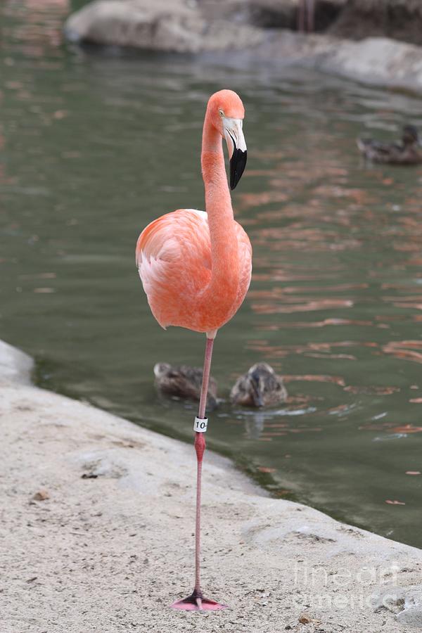 Pink Flamingo Balancing Act Photograph by John Telfer