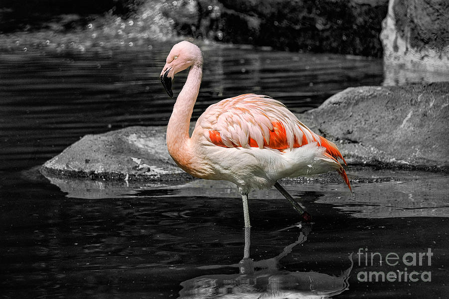 Pink Flamingo Photograph by Bill Frische