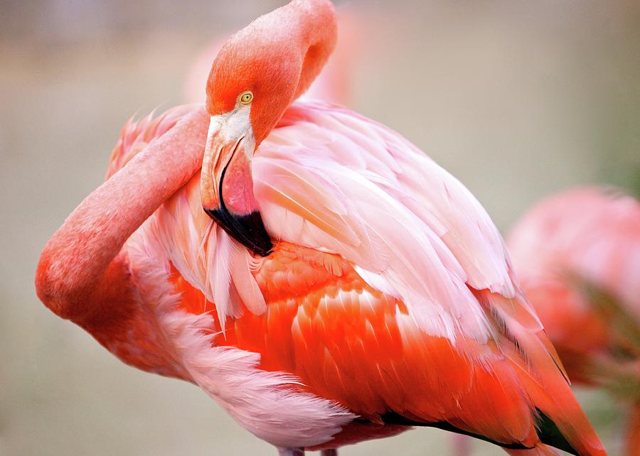Pink Flamingo Photograph by Blake Caldwell