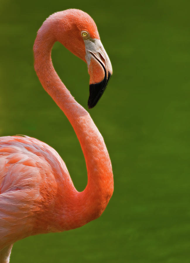 Pink Flamingo Photograph by By Michael A. Pancier