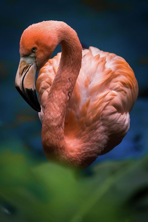 Pink Flamingo Photograph by Cedric Favero