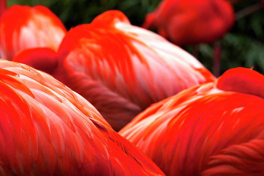 Pink Flamingo, Close-up Photograph by Allan Baxter