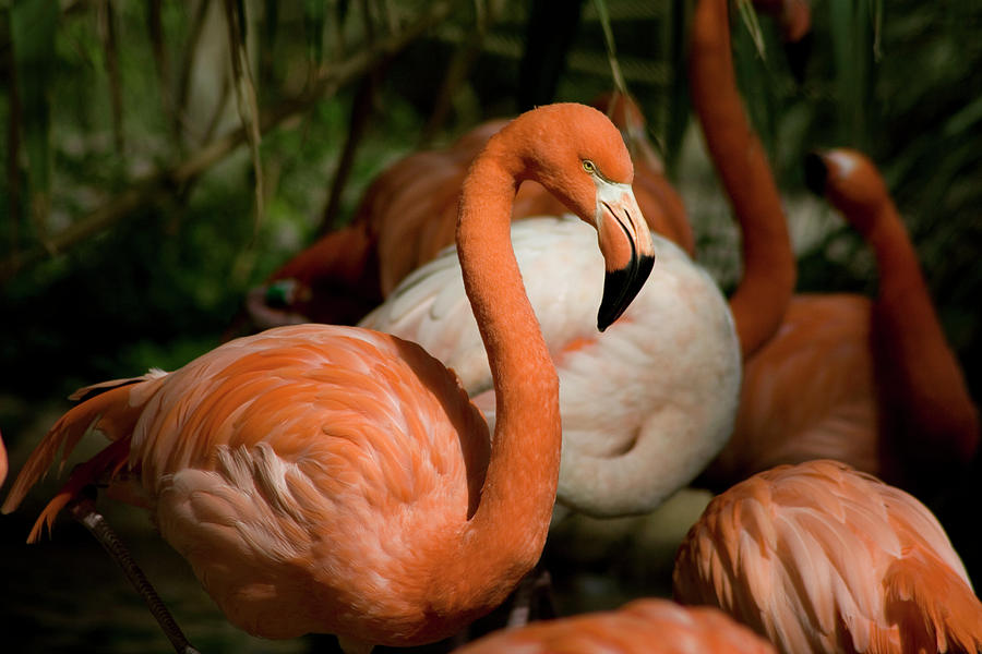 Pink Flamingo Photograph by Dansin