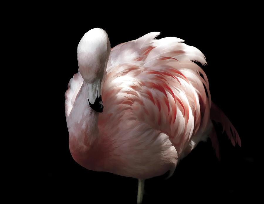 Pink Flamingo Elegance Photograph by Athena Mckinzie