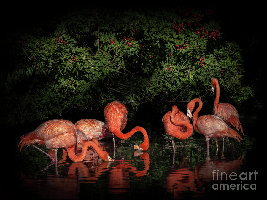Pink Flamingo Heaven 2 Photograph by Liesl Walsh