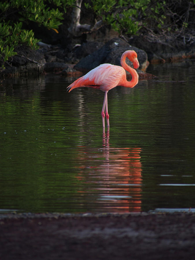 Pink Flamingo In Rábida Photograph by Brandon Rosenblum