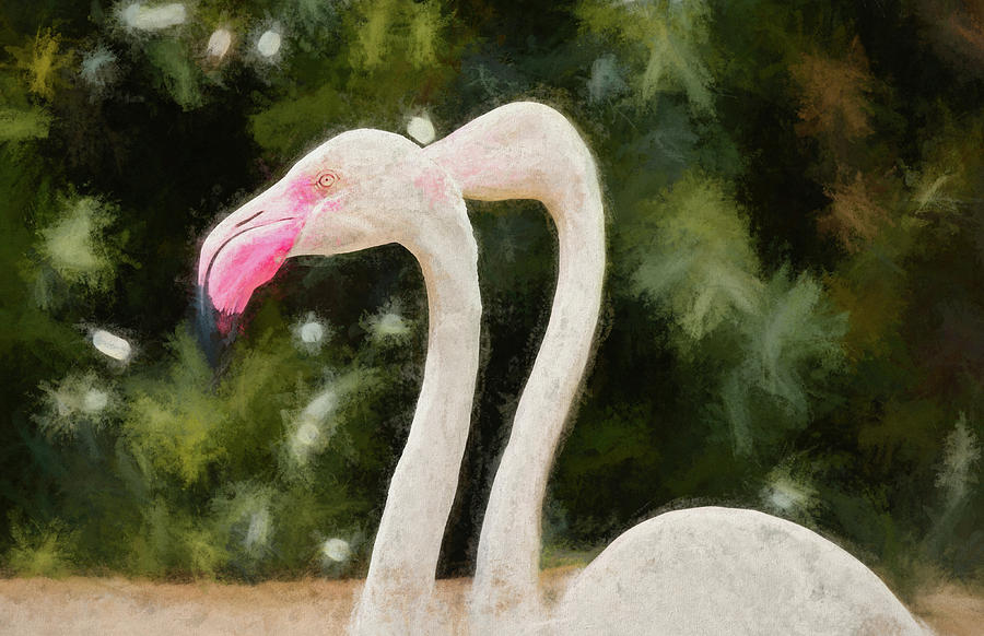 Pink Flamingo Pair Photograph