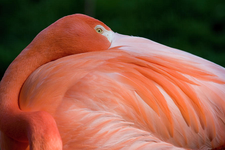 Pink Flamingo--peeking Over Feathers Photograph by Williamsherman