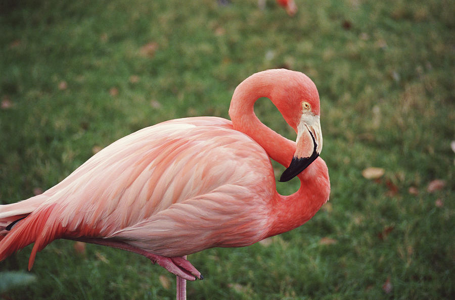 Pink Flamingo Phoenicopterous Ruber Photograph by Chuck Eckert