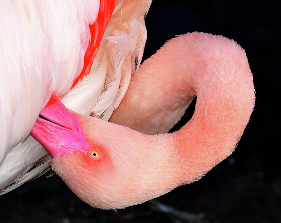Pink flamingo the contortionist Photograph by David Lee Thompson