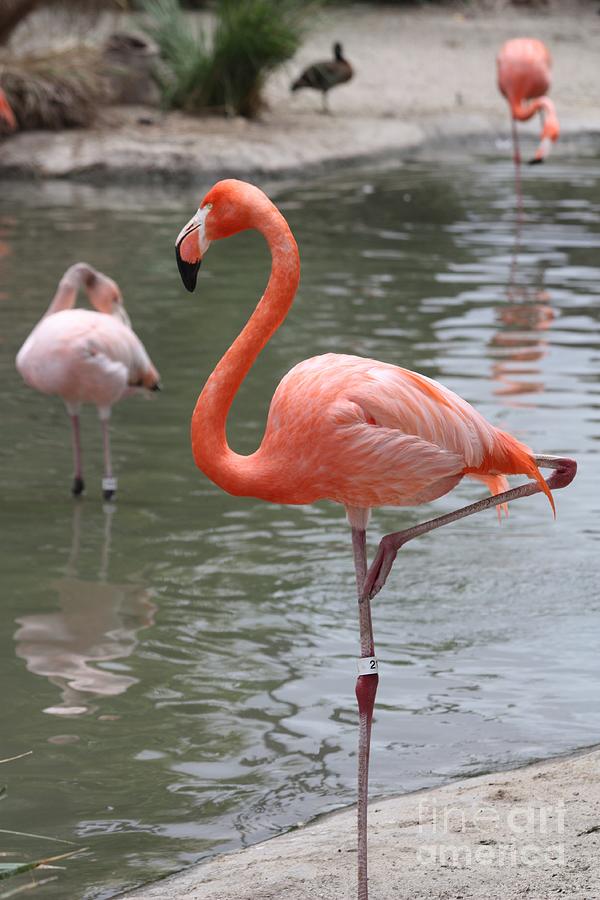 Pink Flamingo With An Itch Photograph by John Telfer