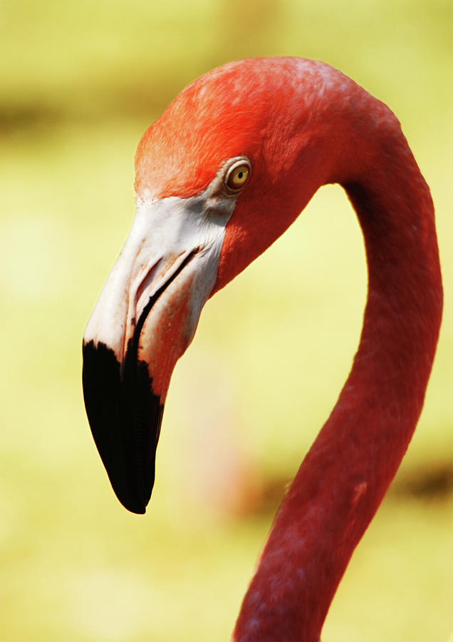 Pink Flamingo Photograph by Zulufriend